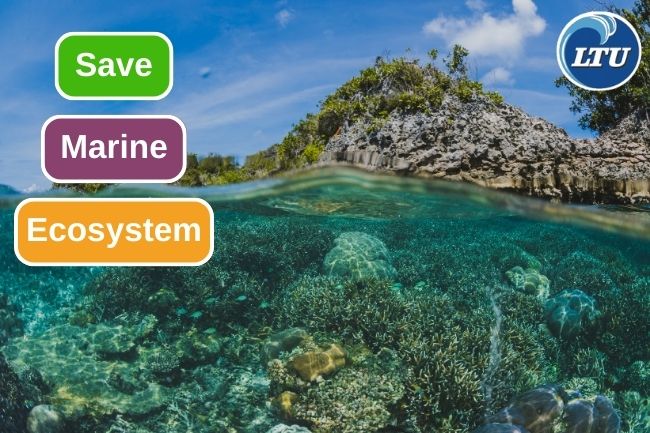These Are 10 Things To Do To Save Marine Ecosystem